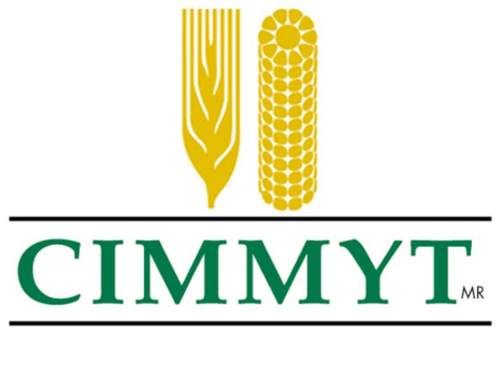 International Maize and Wheat Improvement Center logo