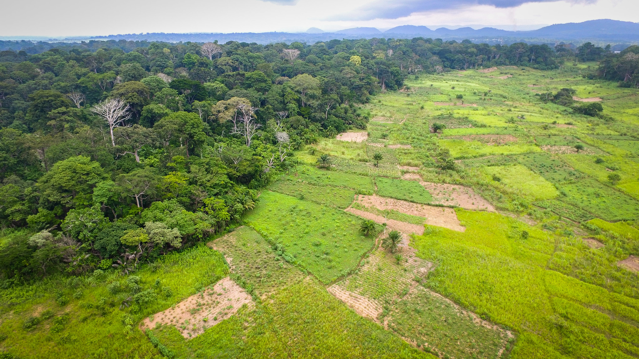 Forest transition Aerial view of a Transition Forest area in Bokito, Cameroon. Photo by Mokhamad Edliadi/CIFOR