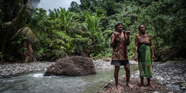 Harvesting sago along the Tuba River in Maluku province, Indonesia. Photo by Ulet Ifansasti/CIFOR.