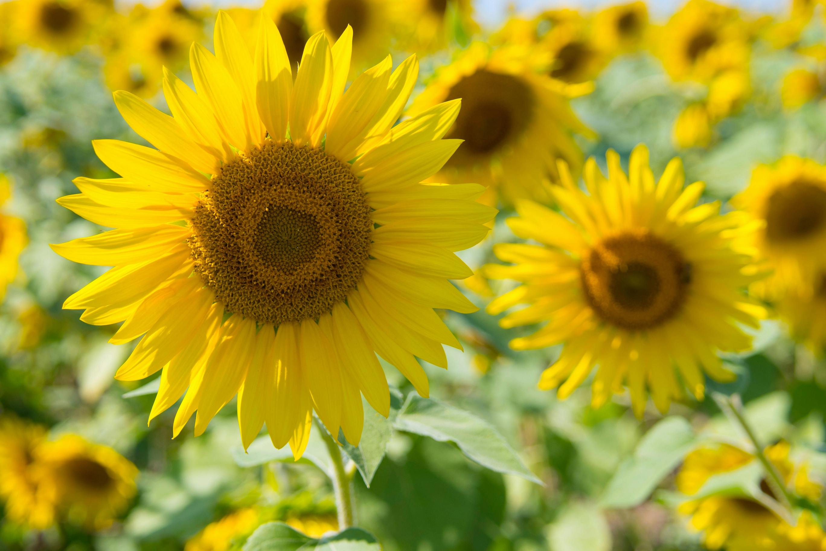 Photo by David Dibert from Pexels: https://www.pexels.com/photo/sunflowers-635504/