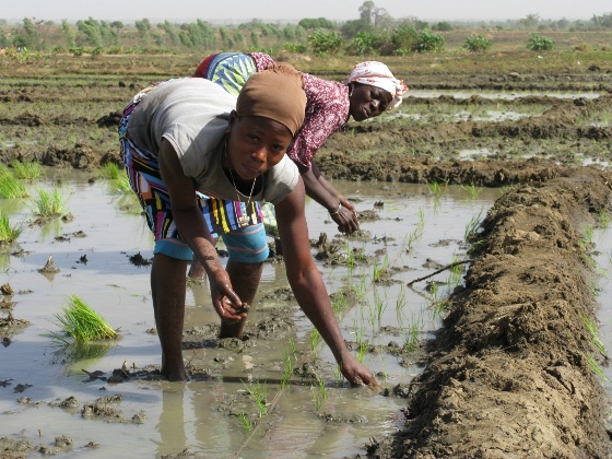 Women working in irrigated rice fields in Bagre, Burkina Faso © Global Water Initiative