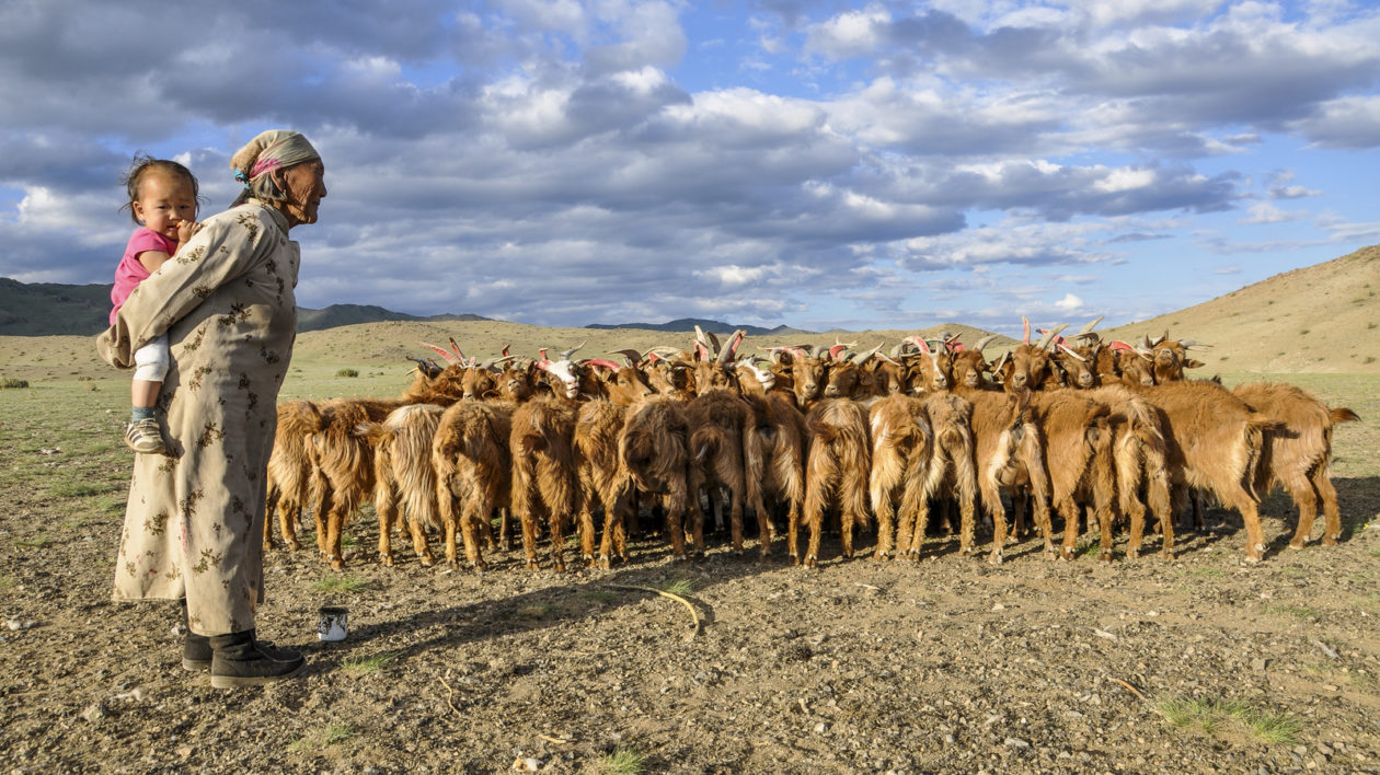 Goats getting ready for milking in the Khovd Province of Mongolia. Photo credit: © Eddie Game / The Nature Conservancy