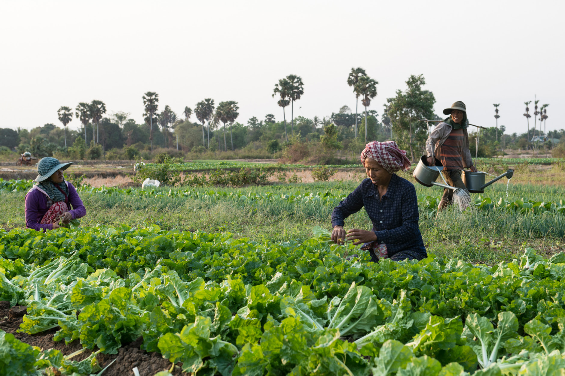 Women farmers in Cambodia