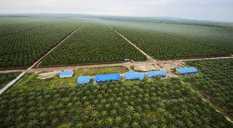 Oil Palm Plantation, Sarawak, Malaysia