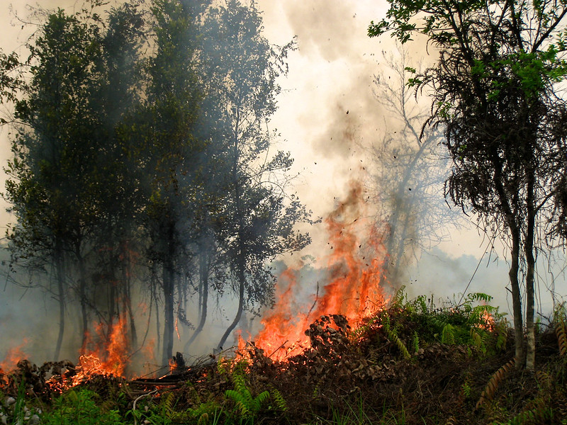 Foto: Rini Sulaiman/Norwegian Embassy/CIFOR-ICRAF/Flickr