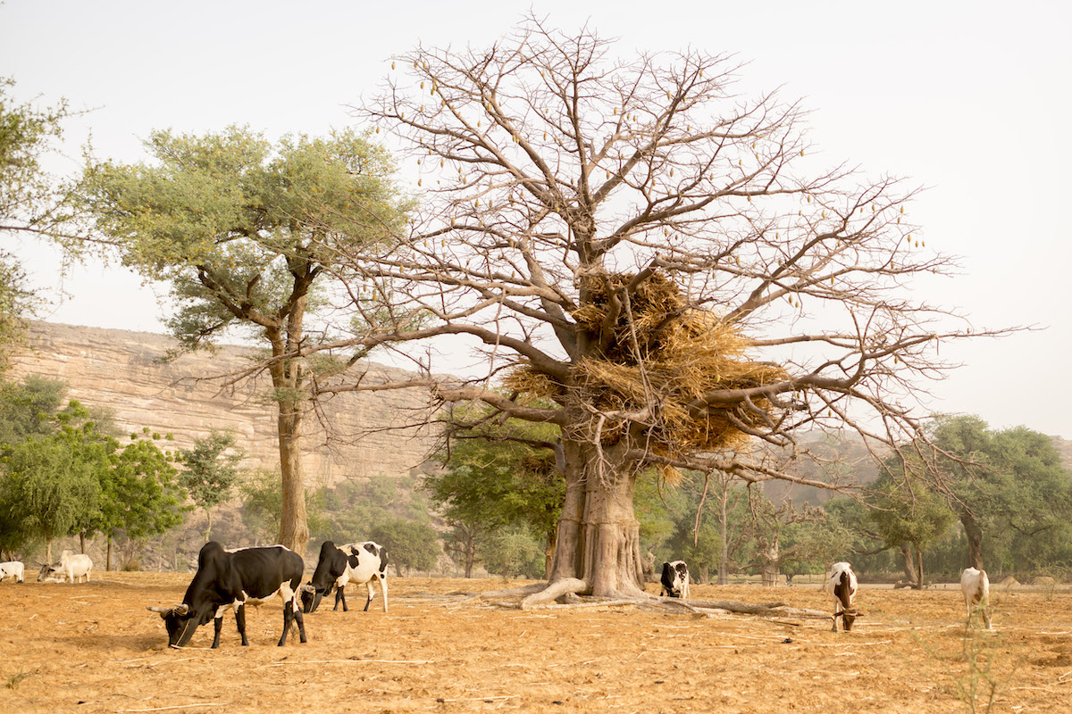 Kani Kambole, Southern Mali, 2013