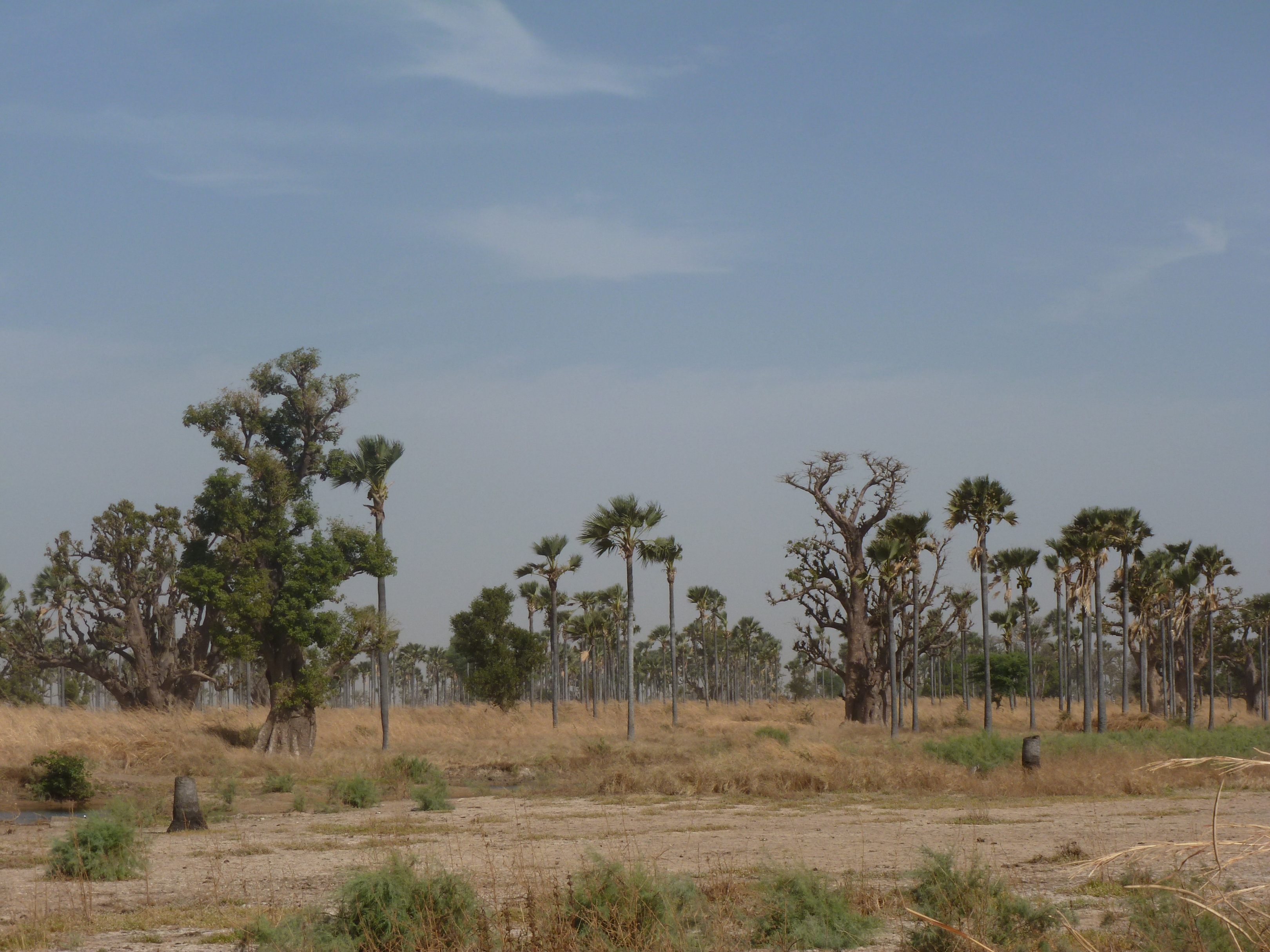 Forêt de baobabs et de palmiers