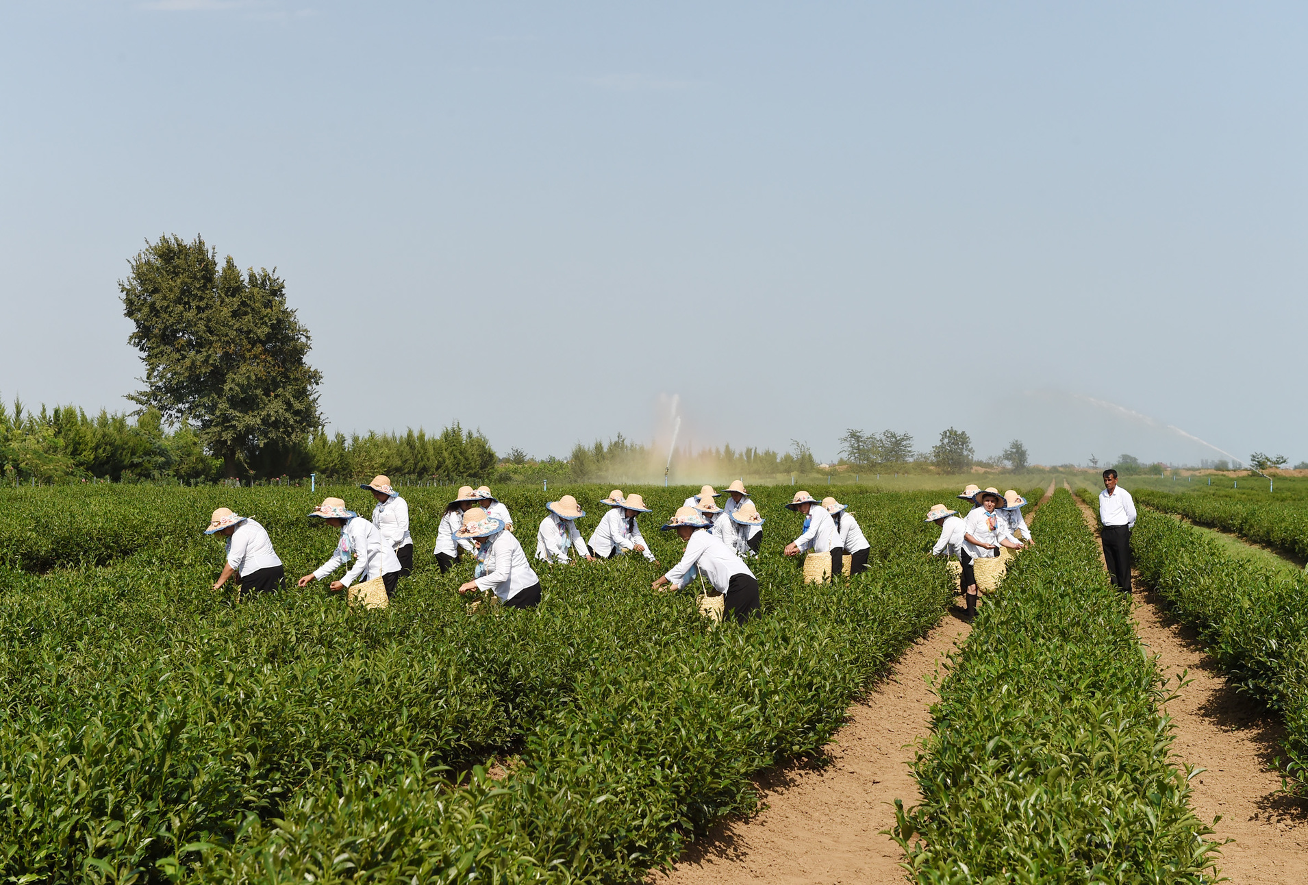 Tea plantation in Lankaran district