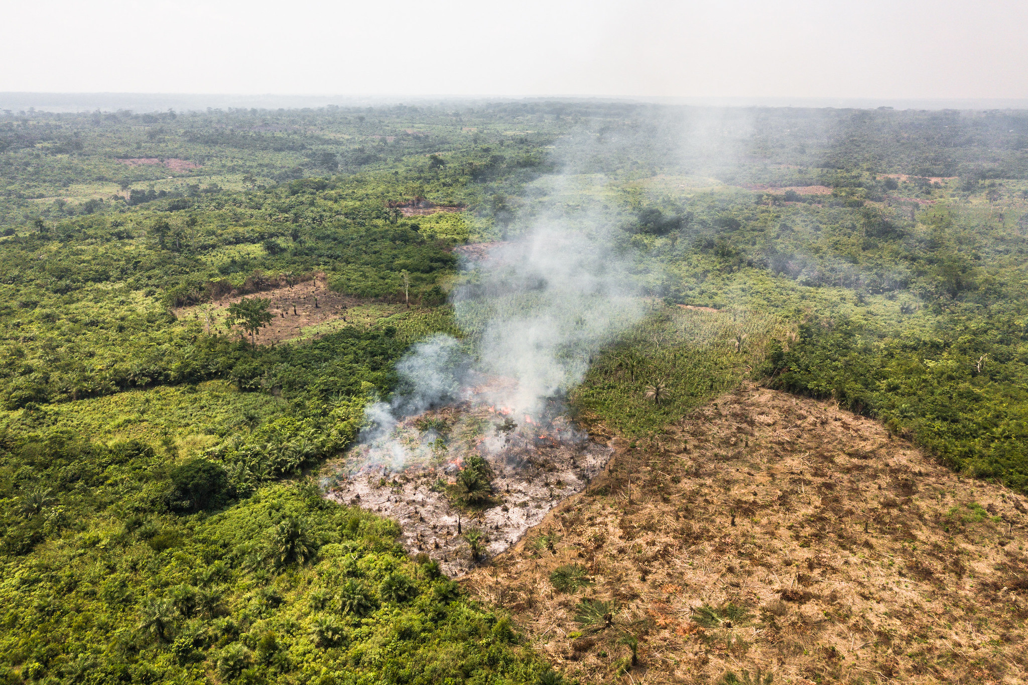 Formation, Recherche, et Environnement dans la Tshopo (FORETS), Democratic Republic of Congo
