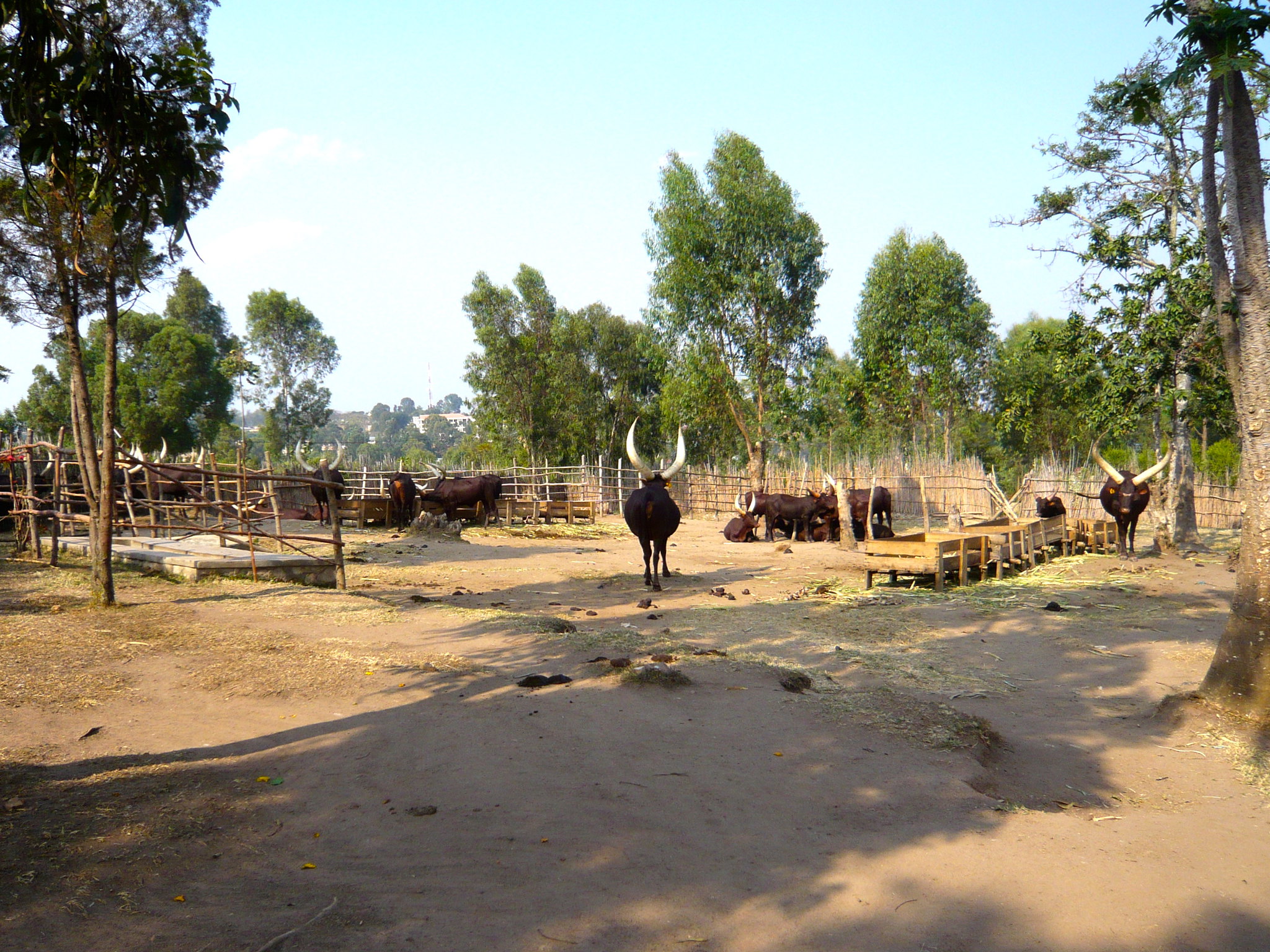 Cattle have played an important role in Rwandan society. Photo by Iksriv CC BY-SA 2.0