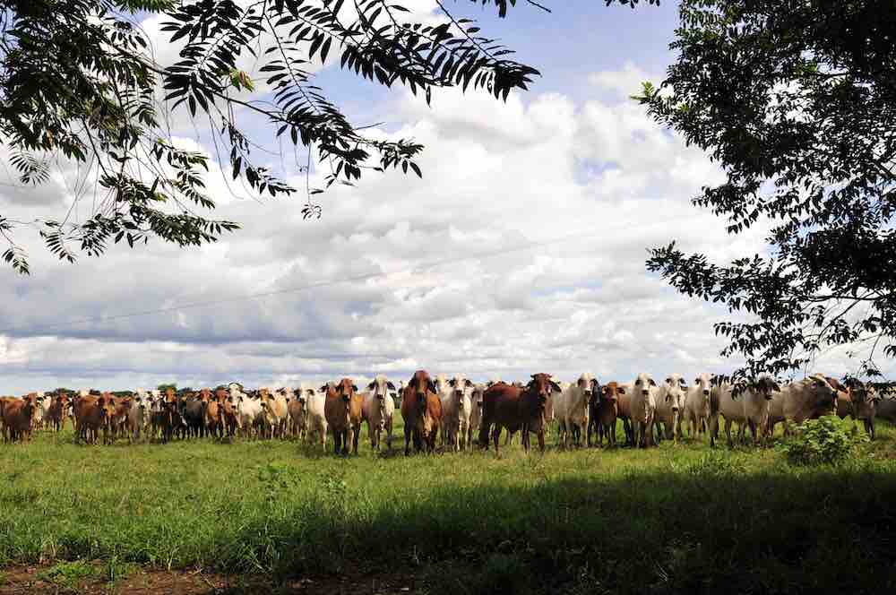 Cattle on Colombia's eastern plains, by CIAT/Neil Palmer