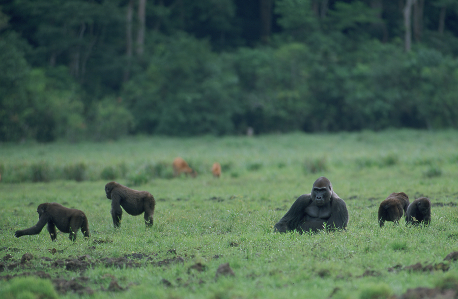Western lowland gorillas, photograph by Roger Le Guen (CC BY-SA 2.0)