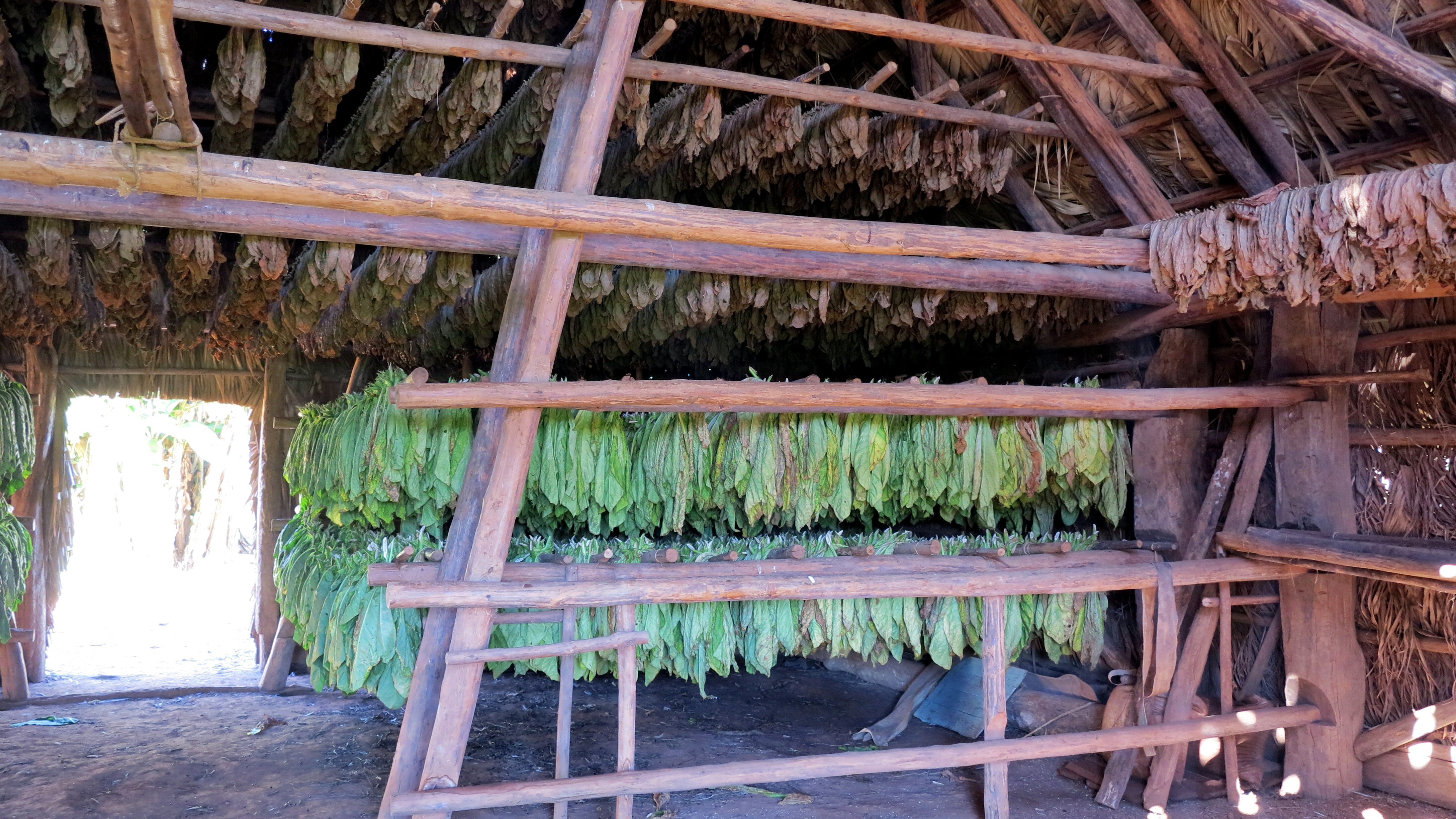 Hojas de tabaco secando en Viñales, foto de Reinhardt König, Flickr, CC BY-NC-ND 2.0 