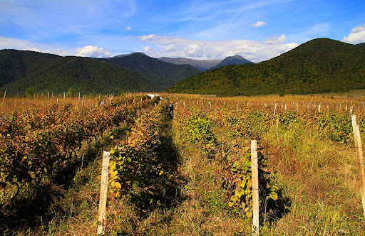 Kakheti, Georgia-Georgian vineyards, photo by Levan Gokadze, Creative Commons Attribution-Share Alike 2.0 Generic license