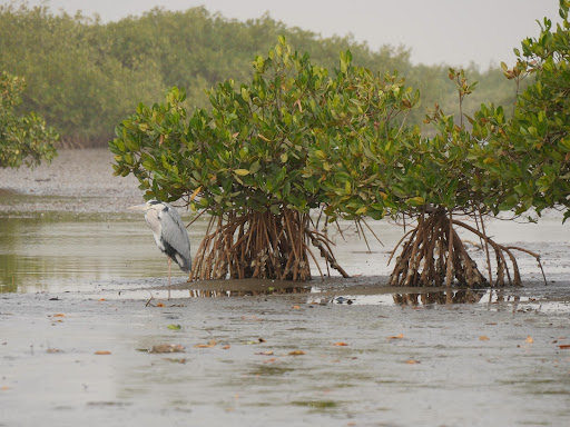 Mangrove dans le delta du Saloum, photographie par tjabeljan (CC BY 2.0)