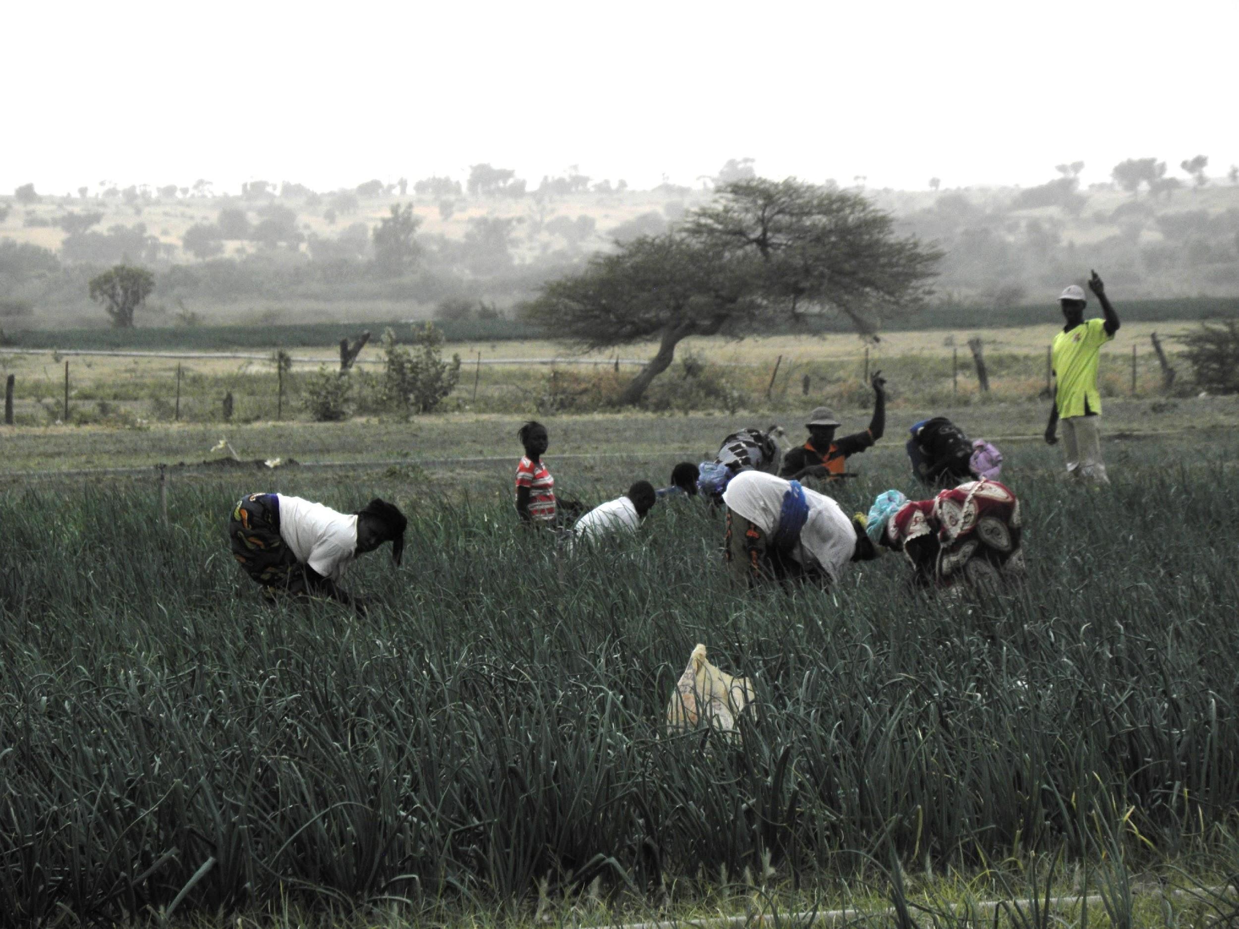 Onion harvest in Niger, photo by Remi Nono-Womdim, FAO (CC BY-NC 2.0)