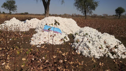 Cotton cultivated and collected in rain-fed part of Gadeer, Sudan, 2020 season, photo by Mohammed Abukashawa