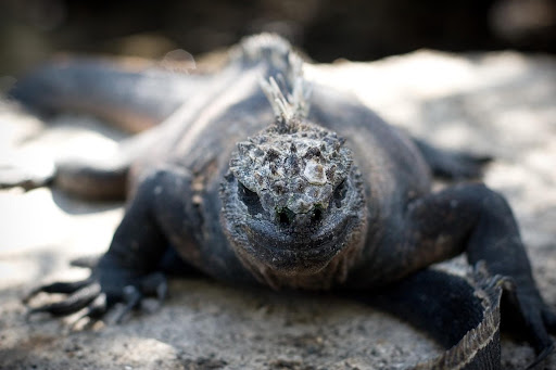 Iguane dans les îles Galapagos, photo de Jay Grandin, Flickr, CC BY-NC 2.0 