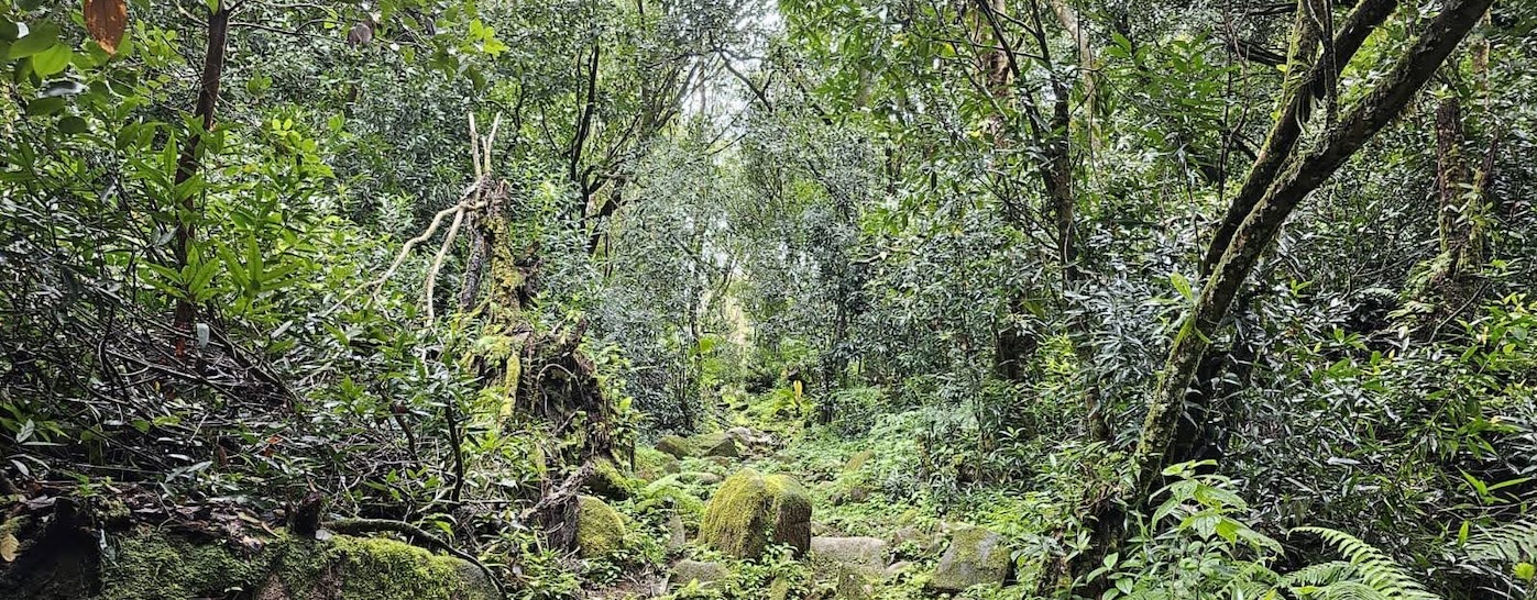 Forest in Seychelles, photo by Karin Guzy