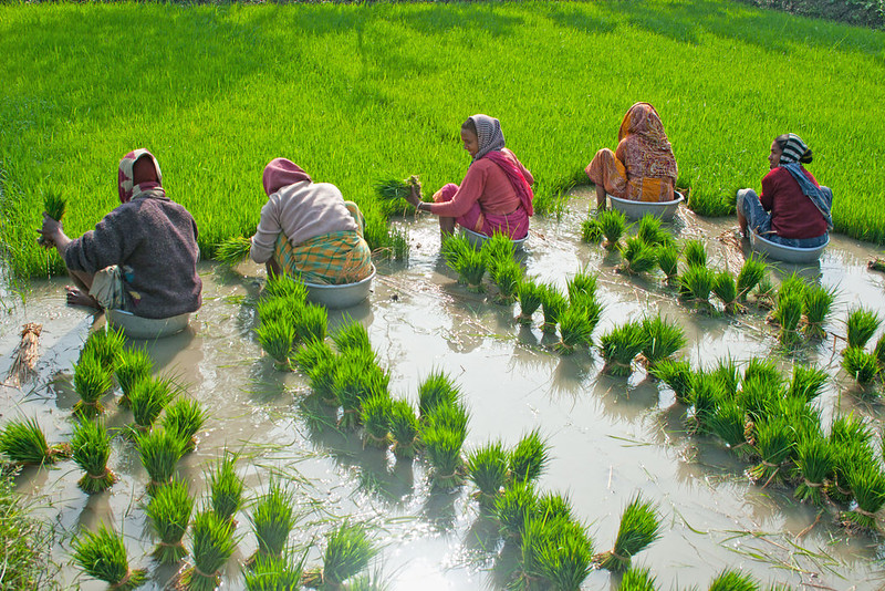 Rice-planting season in Gourdoho, India by Anindya Phani.