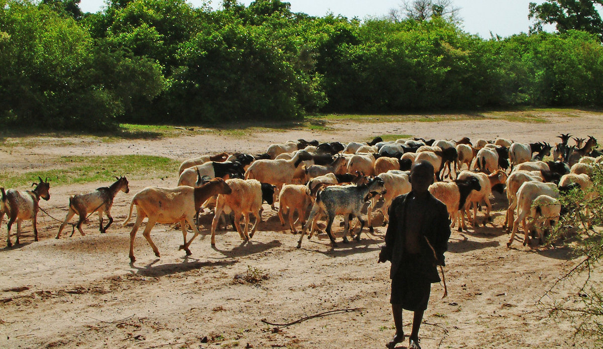 pastoralism.jpg