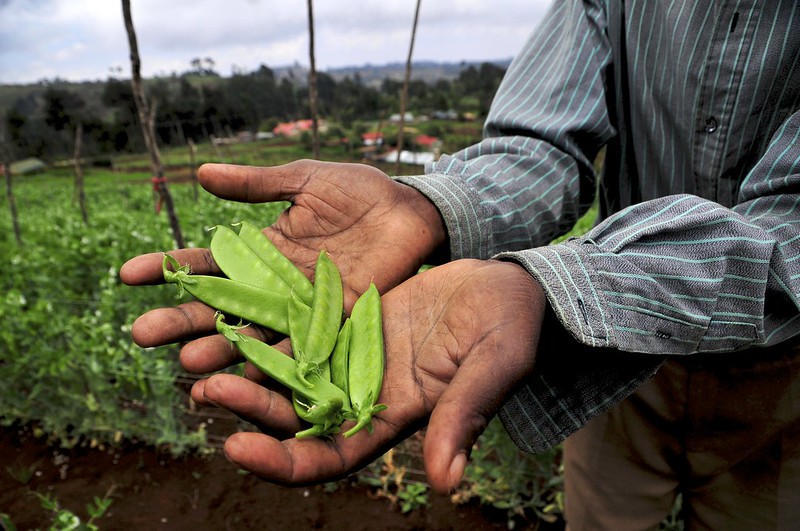 Foto: NeilPalmer/2010CIAT/Flickr (CC BY-SA 2.0)