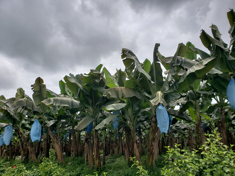 Banana farm in Costa Rica by Scot Nelson.jpg