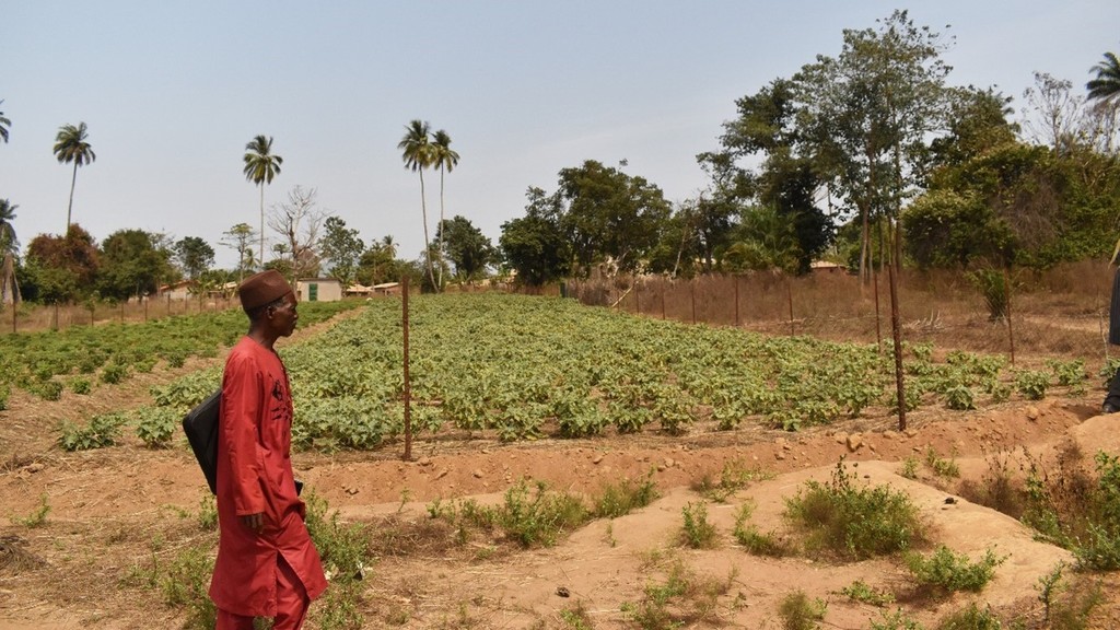 Un agriculteur passe devant une parcelle maraîchère à Bériakoré, région de Kindia, Guinée (Credit: Jérémy Davis/IIED)
