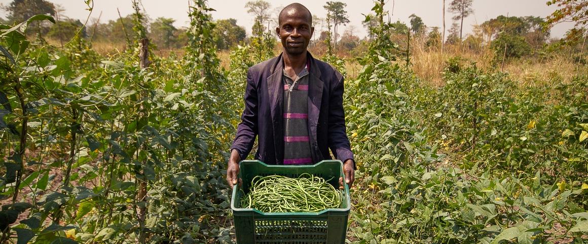 ferme maraichage - Akpessekro, Cote d'Ivoire c R. Belmin, Cirad - site web.jpg