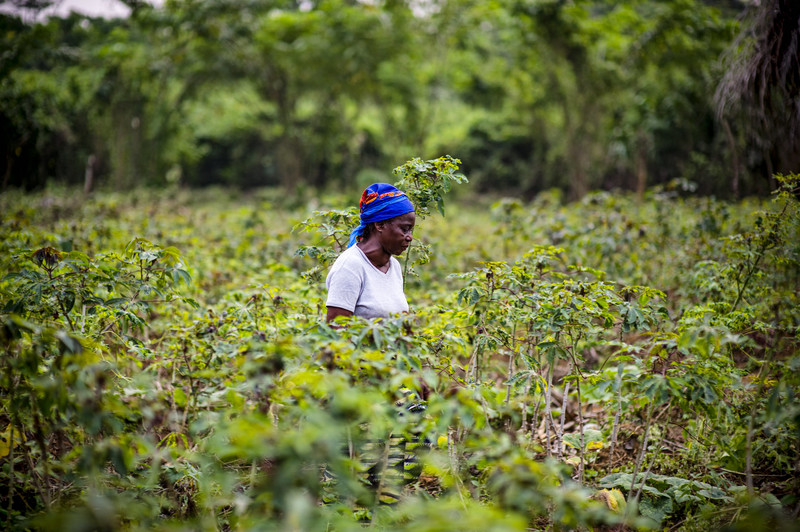 Angélique Ipanga, enseignante et agricultrice dans un champ de manioc, Lukolela, République démocrat