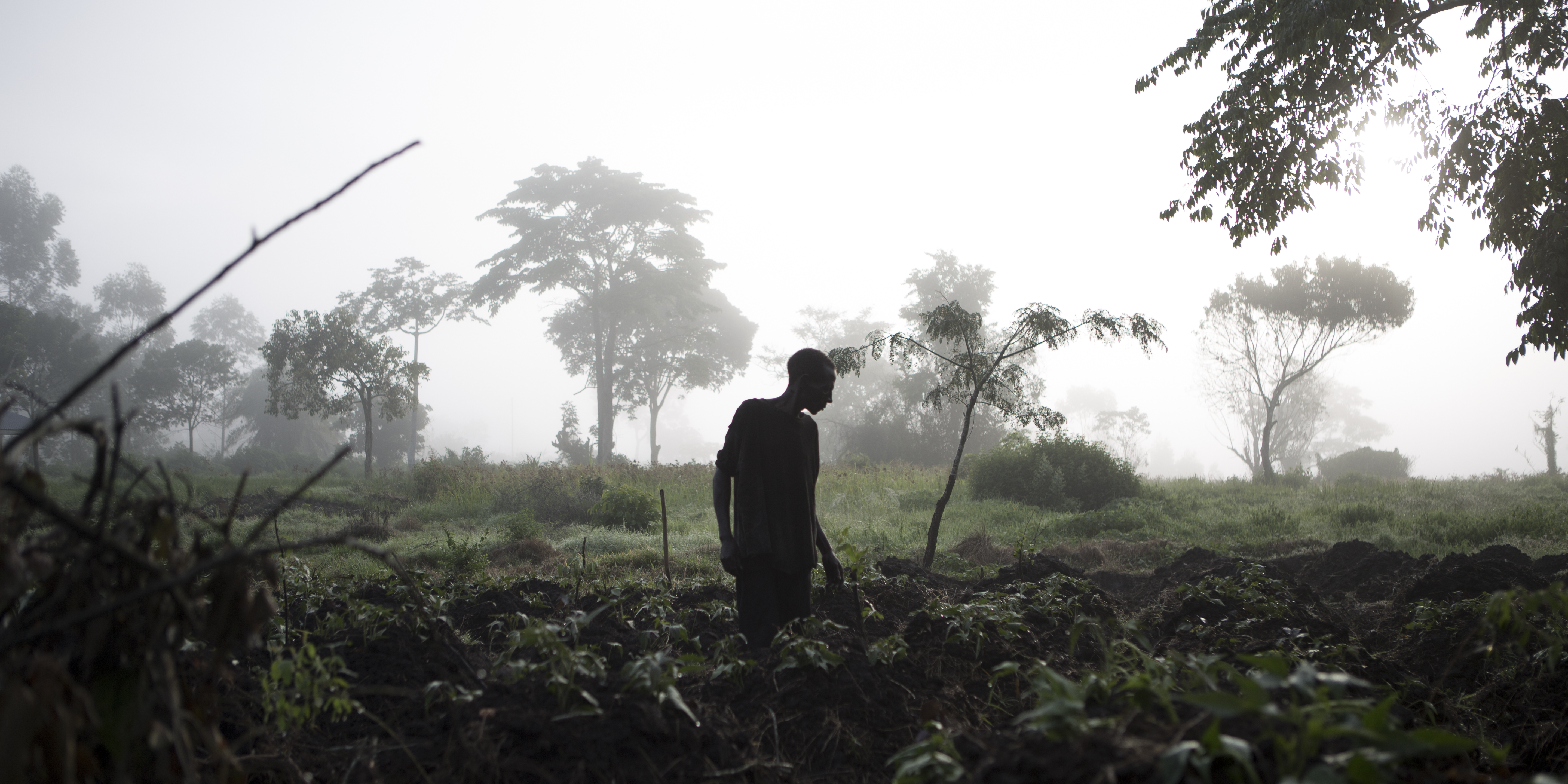 A man working in his field at dawn, Mityana District, Mailo Land.