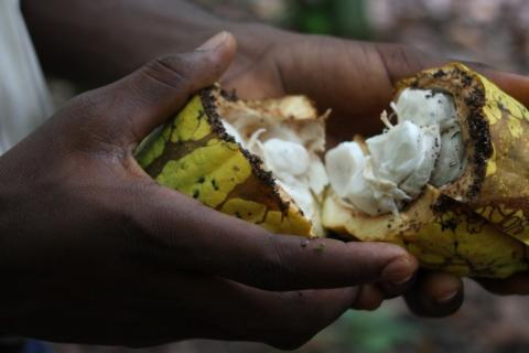 Raw cocoa fruit (Photo: Guy Mullins, via Flickr, CC BY-NC 2.0)