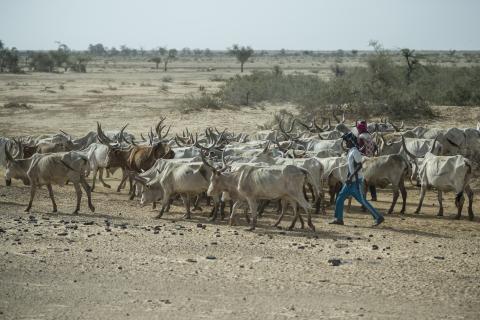 Un berger conduisant son troupeau au Sénégal, photographie par Sylvain 