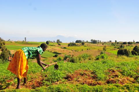 uganda agriculture