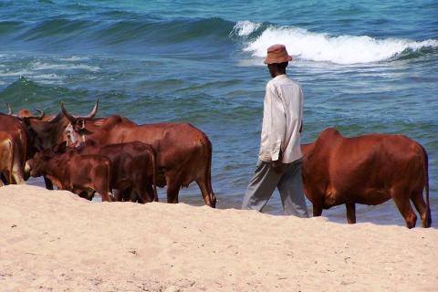 Photo: Cattle Lake Malawi. Geof Wilso. CC BY-NC-ND 2.0