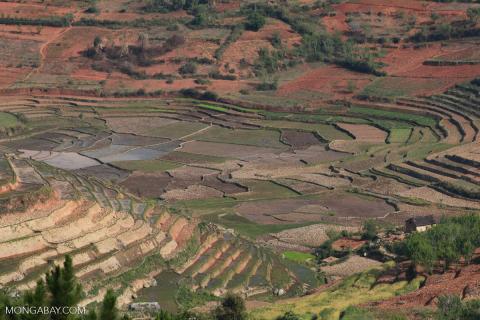Rice paddies, photo by Rhett A Butler Mongabay CC BY-NC-ND 2.0