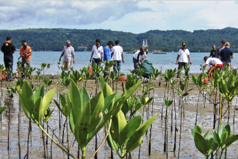 Mangrove planting on the coast of Ambon Island, Indonesia