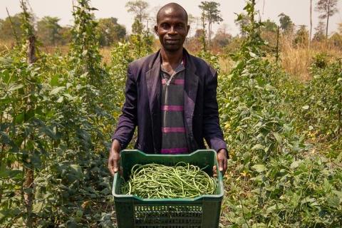 ferme maraichage - Akpessekro, Cote d'Ivoire c R. Belmin, Cirad - site web.jpg