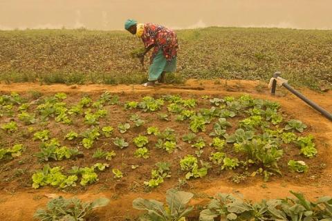 irrigation avec tuyau enterré à Guédé, Sénégal c R. Belmin, Cirad- site web.jpg