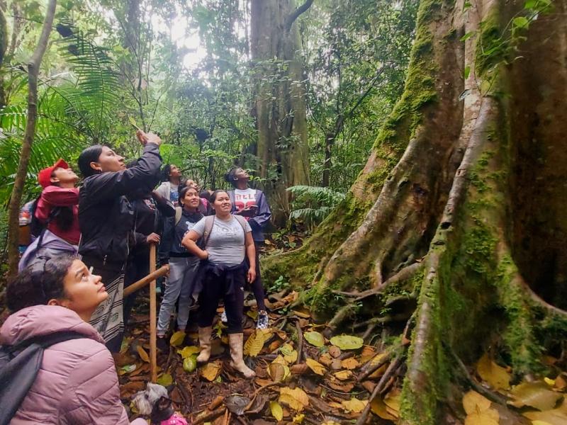 Las raíces de un árbol sagrado