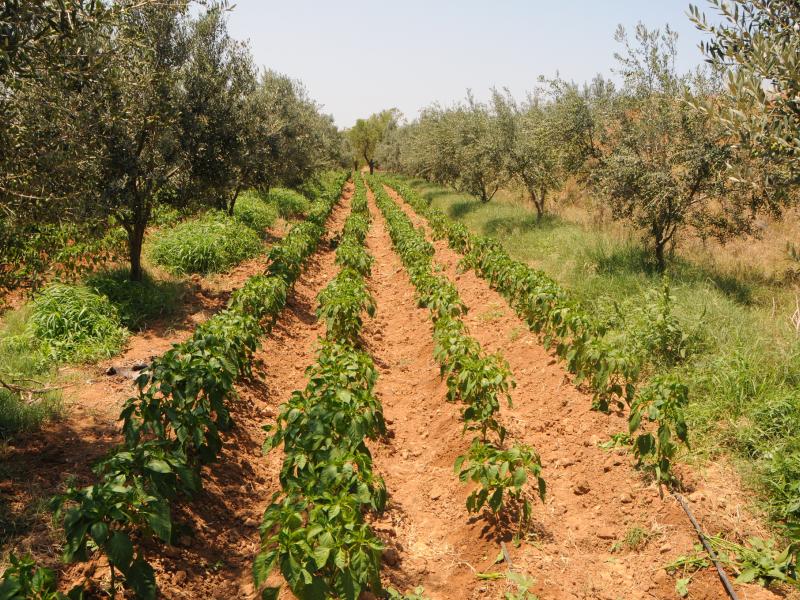agriculture_tunisia.jpg
