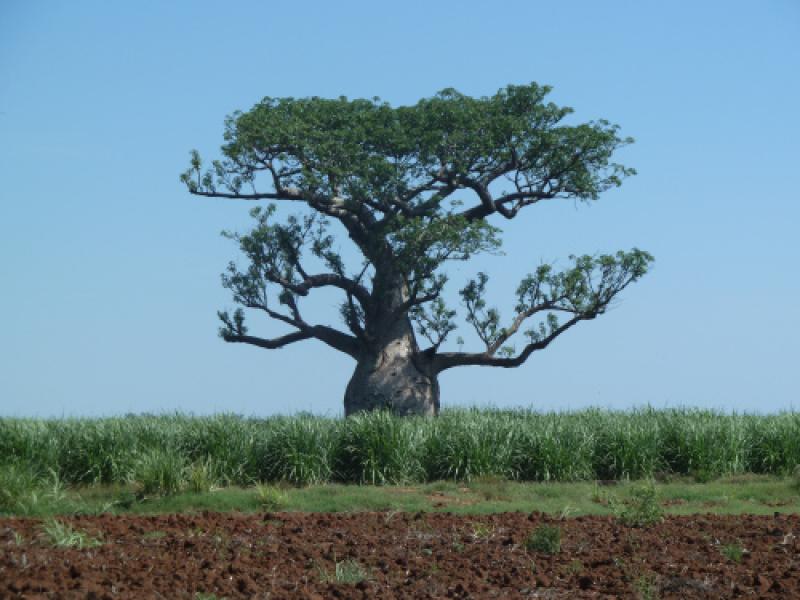 The Sugar Rush in South Africa - land grabs, land rights, human rights, agriculture