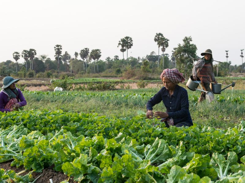 Women farmers in Cambodia