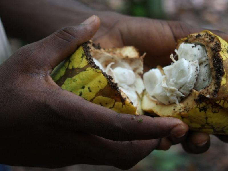 Raw cocoa fruit (Photo: Guy Mullins, via Flickr, CC BY-NC 2.0)