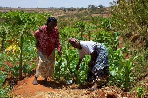 Smallholders in Kenya