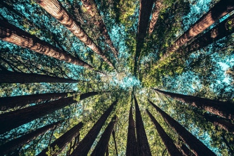 Sustainable Forests and Reaching the SDGs