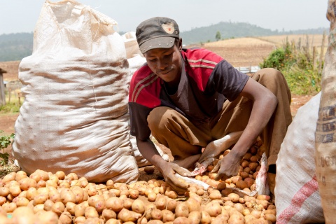 Young potato farmer in Africa