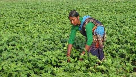 A USAID-PepsiCo partnership is targeting female farmers like Kora to demonstrate that empowering wom