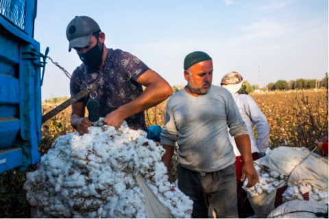 Land-grabs – the new red flag for Uzbek cotton sector
