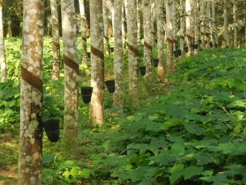 caoutchouc-deforestation-et-petits-planteurs-la-selection-genomique-de-l-hevea-a-la-rescousse_lightbox.jpg
